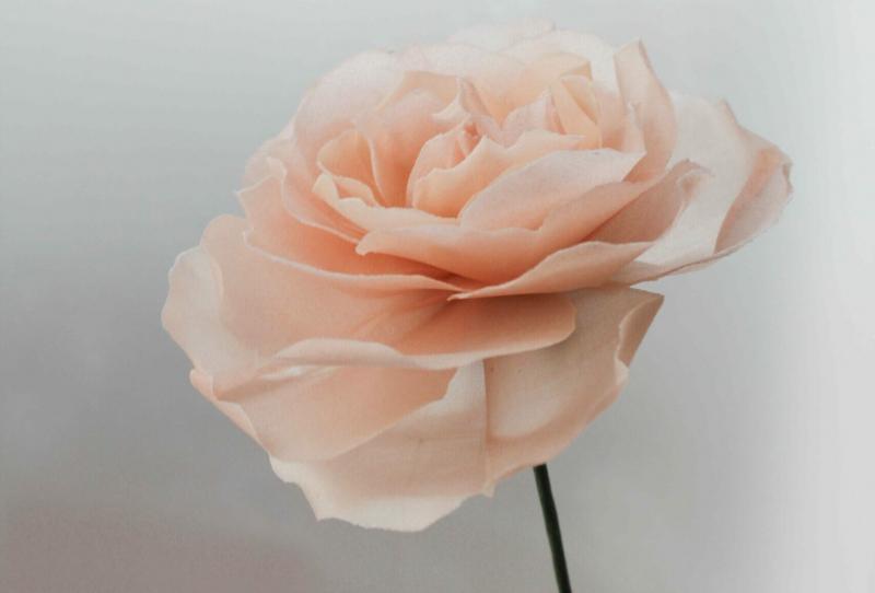 Nhân viên Lela Flower tại 101 Nguyễn Thị Minh Khai đang kiểm tra và tuyển chọn từng cành hoa tươi nhập về